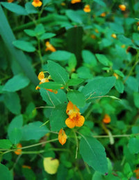Jewelweed Native Flower seeds for Planting Colorful Display Heirloom & GMO Free Seeds for Home Garden