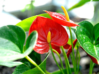 Red Anthurium Flower seeds for Planting - Vibrant Colors, Heirloom & GMO Free Seeds for Home Garden