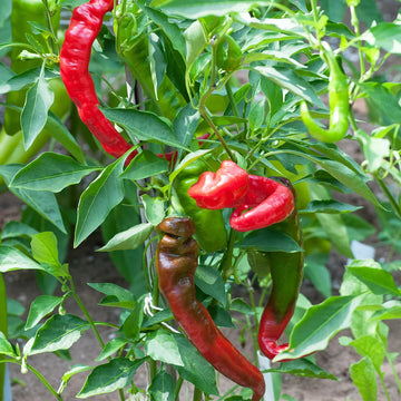 Italian Jimmy Nardello sweet pepper seeds for planting in home gardens