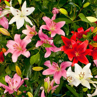 Asiatic Lily Mix Bulbs for Garden Beds, Borders, Containers & Outdoor Landscapes