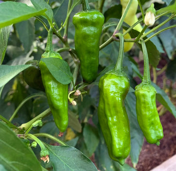 Japanese Shishito Pepper seeds for planting in home vegetable gardens.
