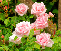 Climbing Rose Rosa Multiflora Seeds for Planting Vertical Spaces Flower Walls