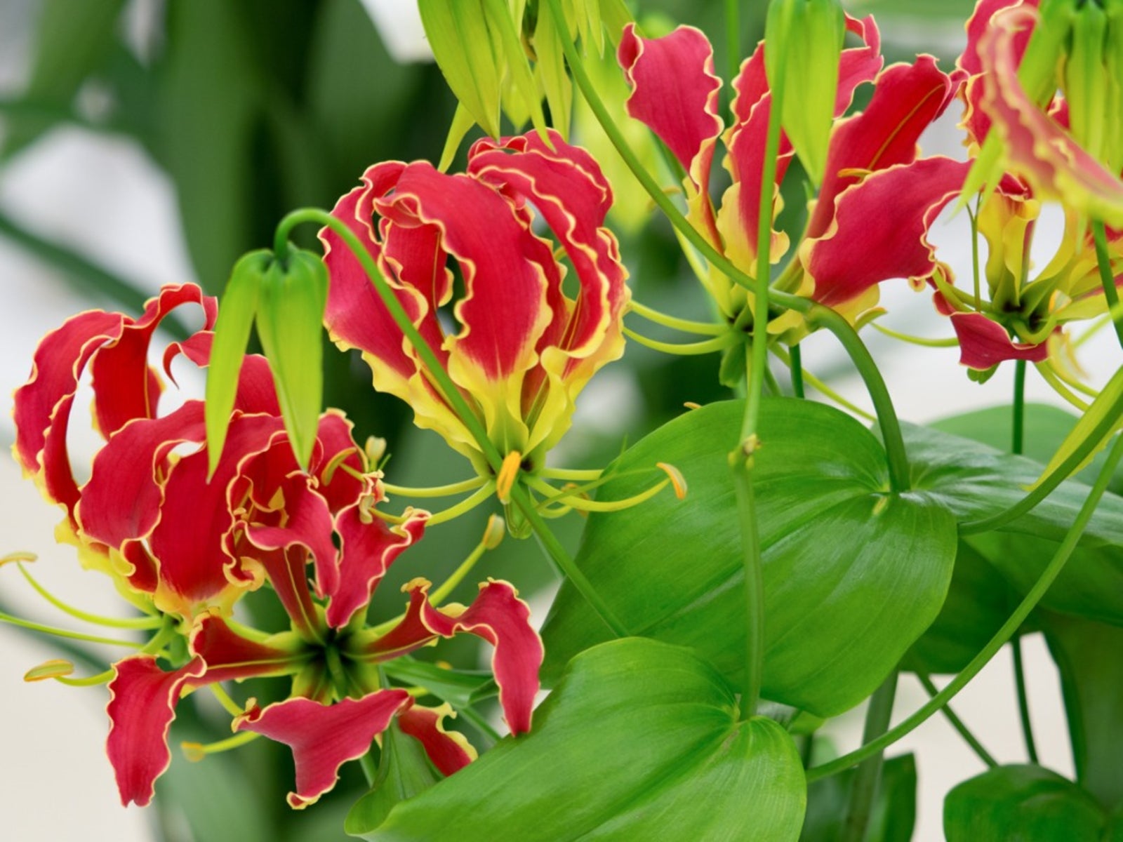 Gloriosa Lily Gloriosa superba Plant Seeds for Planting for Flower Bed