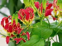 Gloriosa Lily Gloriosa superba Plant Seeds for Planting for Flower Bed