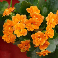 Orange Kalanchoe Seeds  Grow Bright Succulent Blooms for Your Garden
