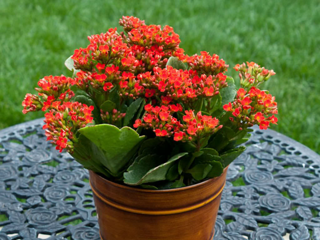 Orange Kalanchoe Flower seeds for Planting Hardy Variety Heirloom & GMO Free Seeds for Home Garden 
 
 Sale