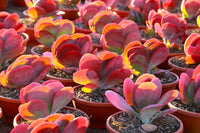Container Planting Kalanchoe Gastonis Seeds
