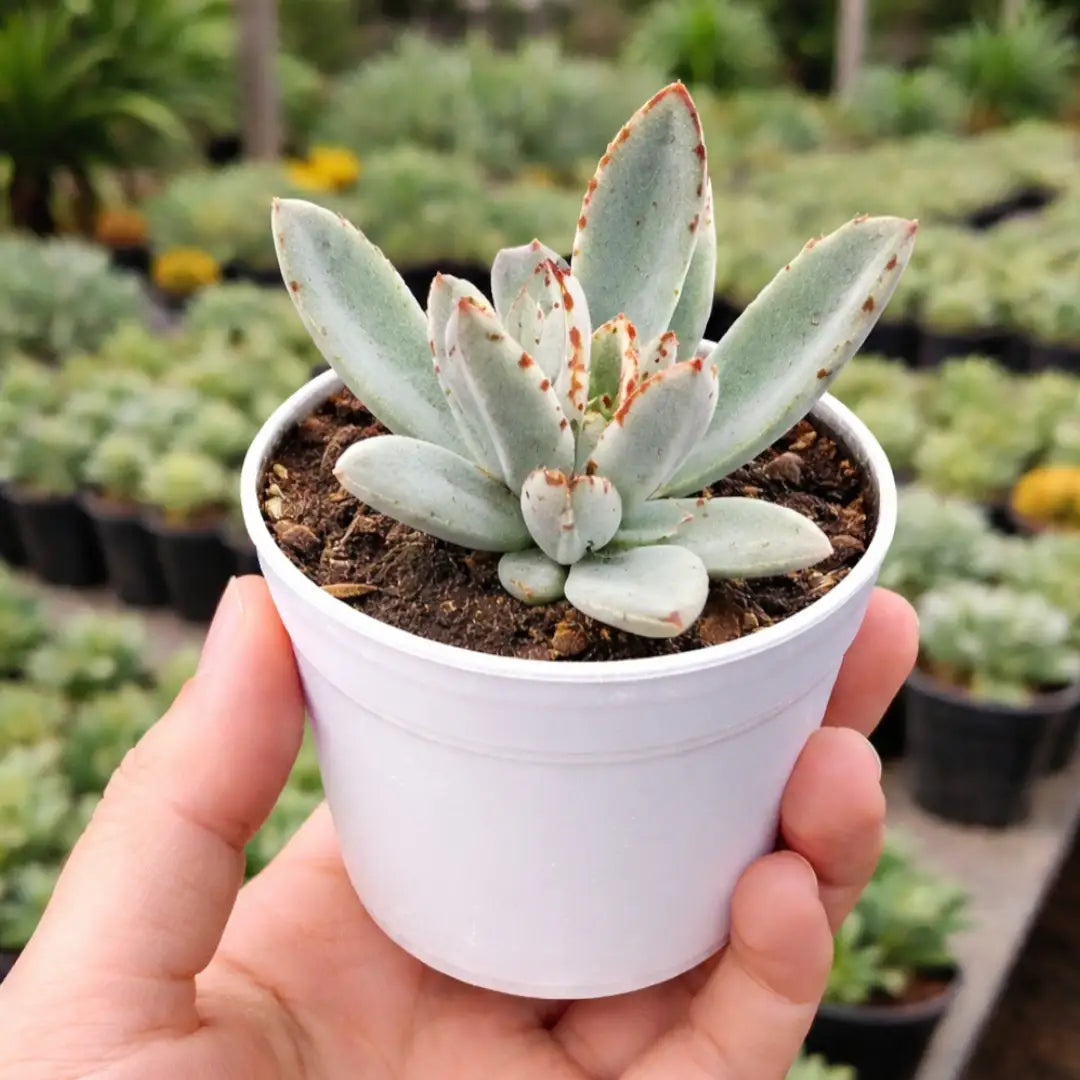 Grey Succulent Flower seeds for Planting Drought Tolerant Heirloom & GMO Free Seeds for Home Garden