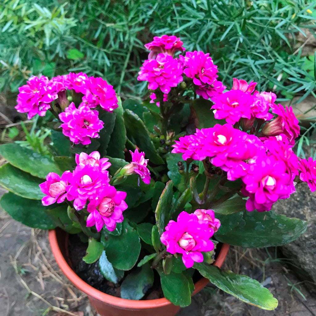 Kalanchoe Purple Flower seeds for Planting - Colorful Display, Heirloom & GMO Free Seeds for Home Garden