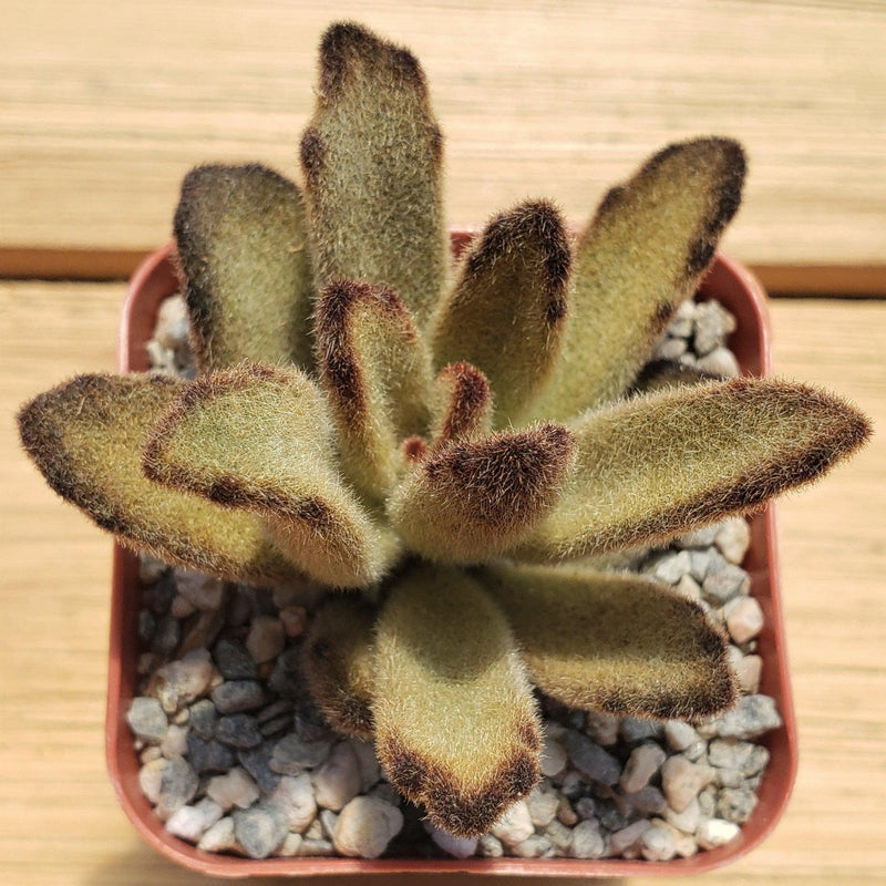 Chocolate Succulent Flower Seeds Perfect for Borders Heirloom & GMO Free Seeds for Home Garden
 
 Sale