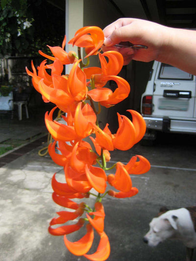 100 Pcs