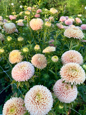 Light Pink China Aster Flower Seeds for Planting Long Bloom Season Heirloom & GMO Free Seeds for Home Garden
 
 Sale