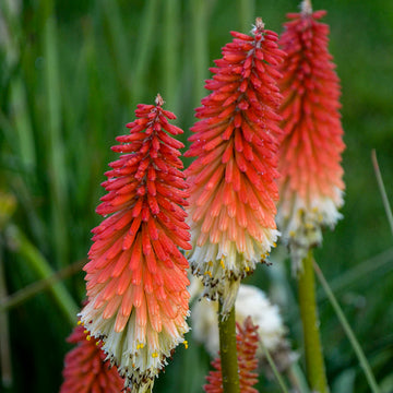 Poker Flower seeds for Planting - Low Maintenance, Heirloom & GMO Free Seeds for Home Garden