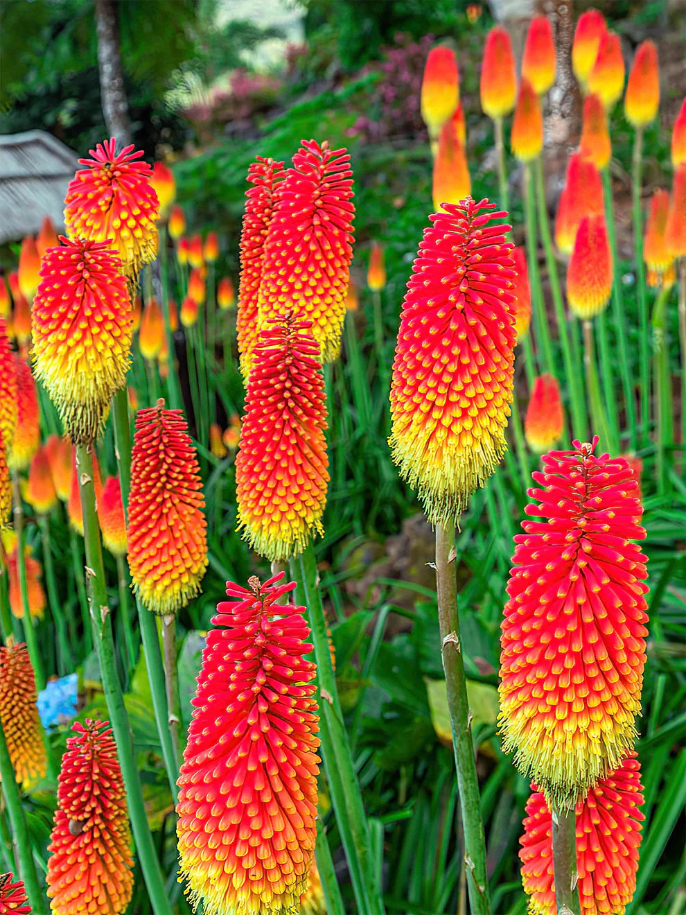 Poker Flower seeds for Planting - Low Maintenance, Heirloom & GMO Free Seeds for Home Garden