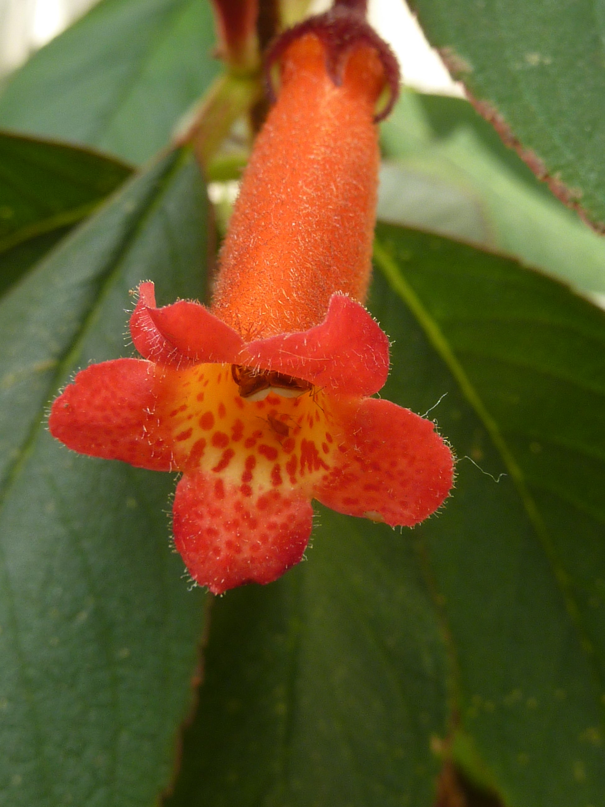 Orange Gloxinia Flower seeds for Planting - Long Bloom Season, Heirloom & GMO Free Seeds for Home Garden