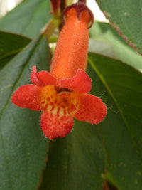 Orange Gloxinia Flower seeds for Planting - Long Bloom Season, Heirloom & GMO Free Seeds for Home Garden