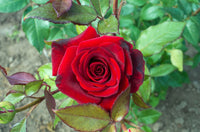 Roses Flower seeds for Planting Premium Quality Heirloom & GMO Free Seeds for Home Garden