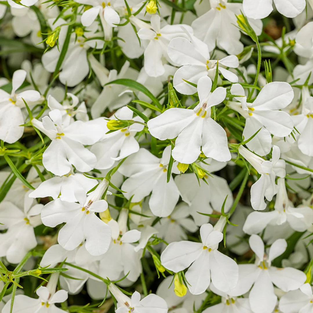 Lobelia Regatta White Long-Lasting Seeds for Beautiful White Lobelia
