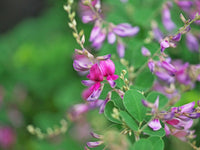 Lespedeza Flower seeds for Planting Cottage Garden Essential Heirloom & GMO Free Seeds for Home Garden
