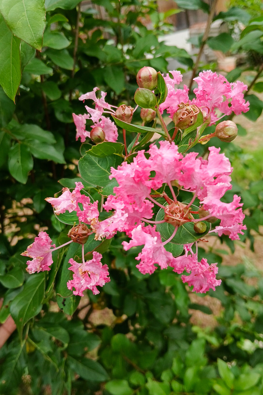 Myrtle Flower seeds for Planting Drought Tolerant Heirloom & GMO Free Seeds for Home Garden