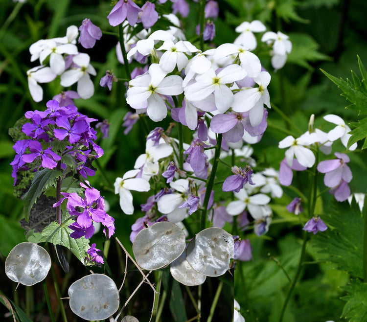 Green Lunaria Flower seeds for Planting - Premium Quality, Heirloom & GMO Free Seeds for Home Garden