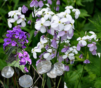 Dollar Flower seeds for Planting Compact Growth Heirloom & GMO Free Seeds for Home Garden 
 
 Sale