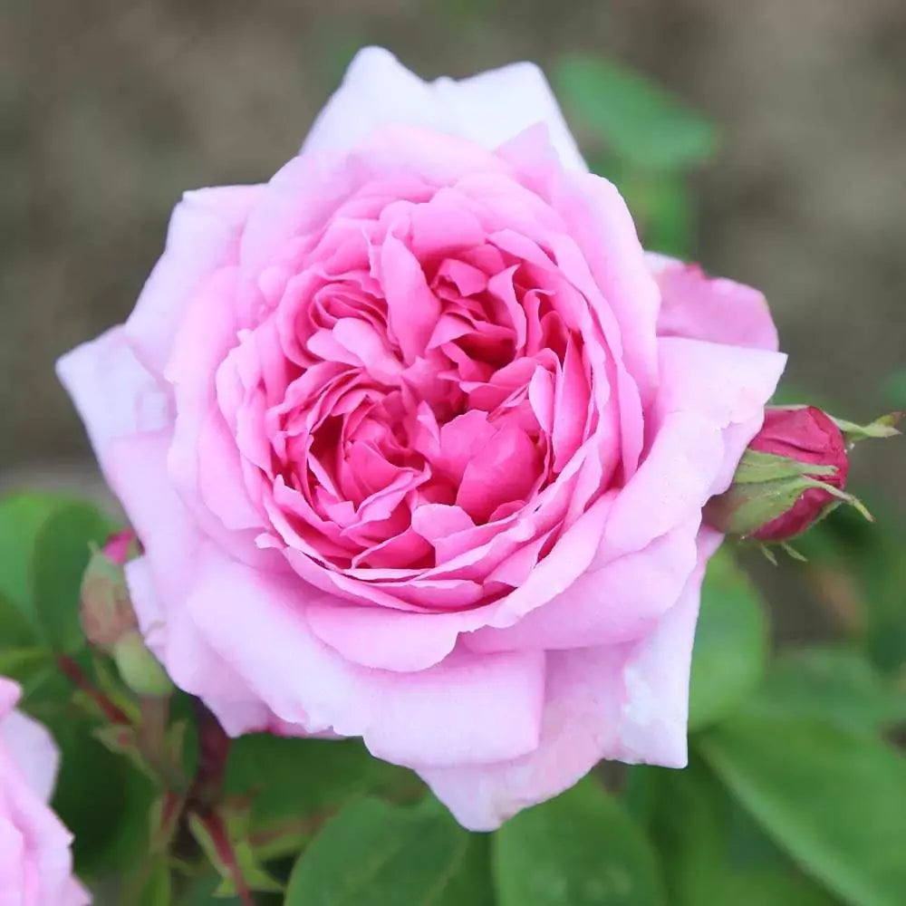 Pink Damask Flower Seeds for Planting | Beautiful Annual Blooms