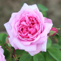 Pink Damask Flower Seeds for Planting | Beautiful Annual Blooms