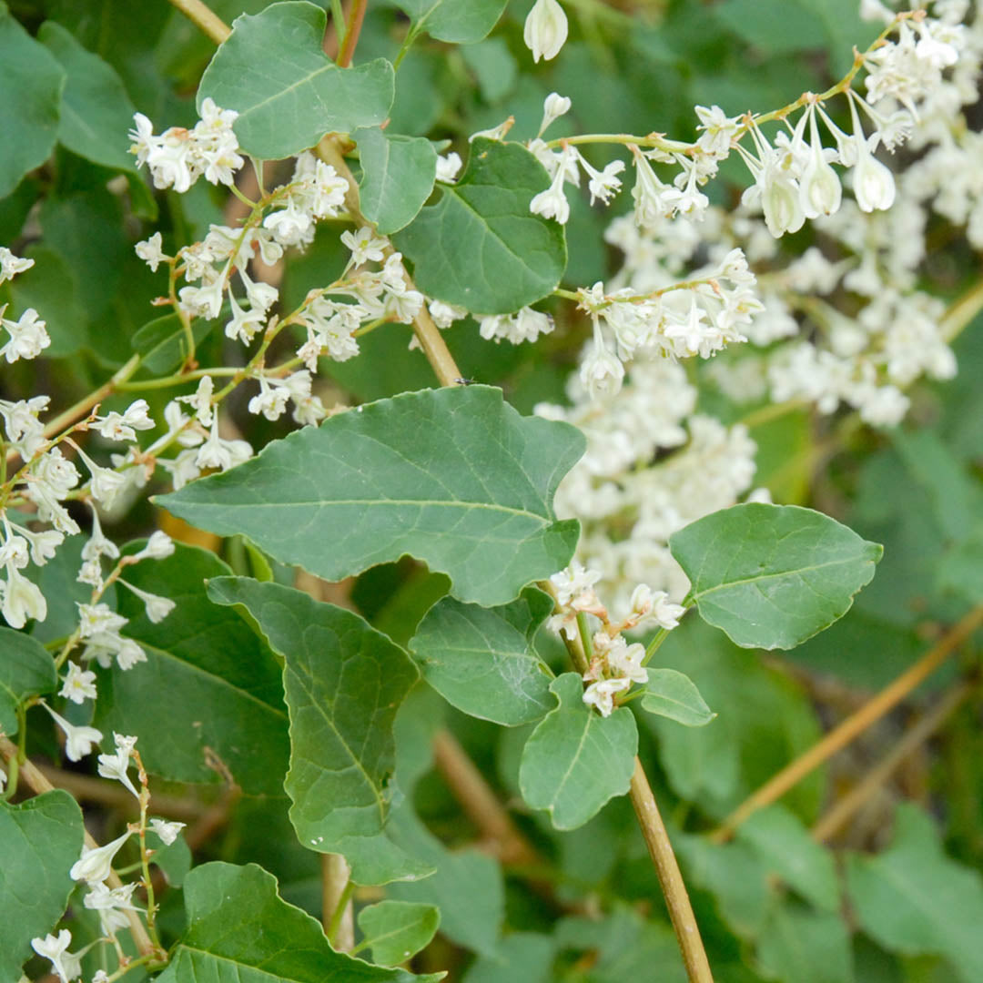 Silver Lace Vine flowering plant with green foliage