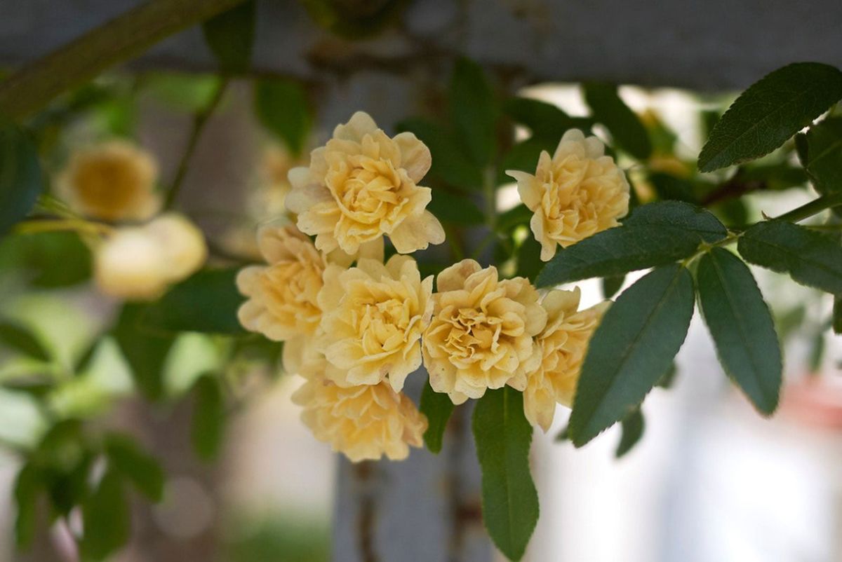Lady Banks Rose climbing on trellis