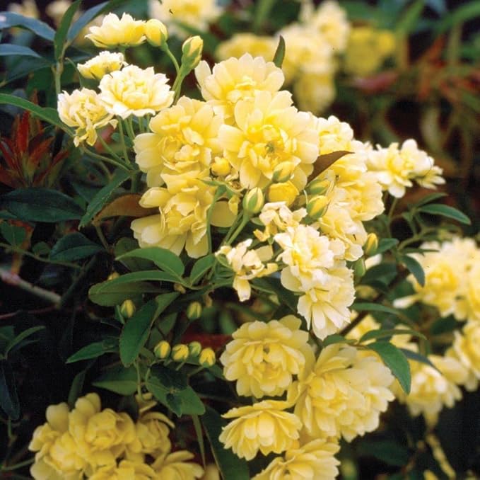 Lady Banks Yellow Rose seeds for planting
