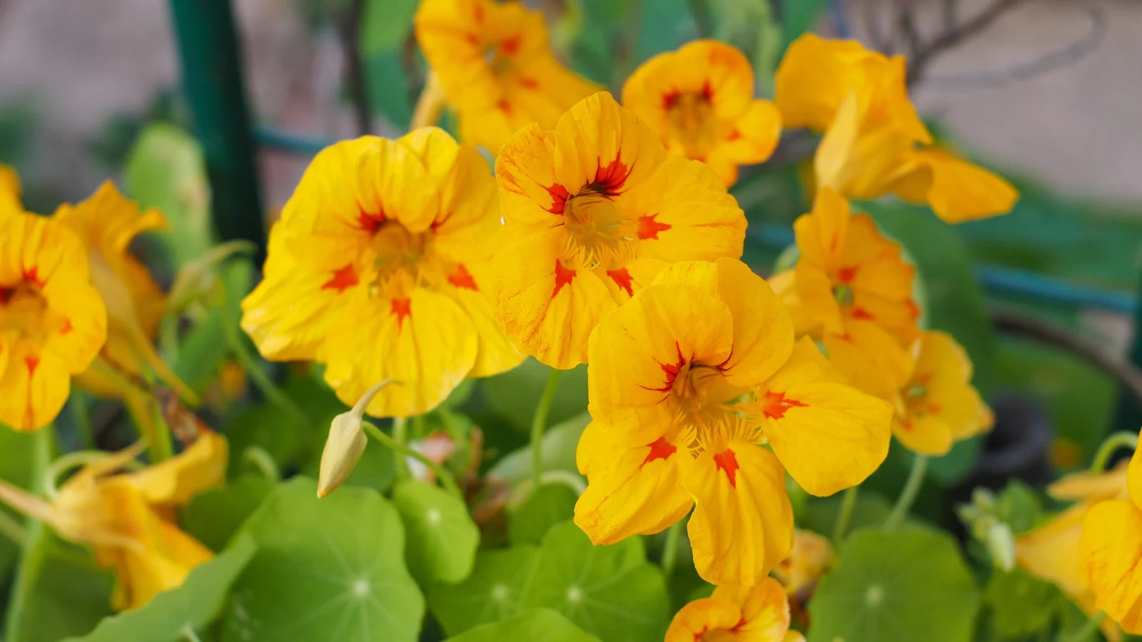Light Yellow Nasturtium Seeds for Easy Planting – Beautiful Blooms