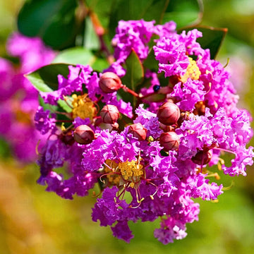Lagerstroemia Indica Crape Flower seeds for Planting Cottage Garden Essential Heirloom & GMO Free Seeds for Home Garden