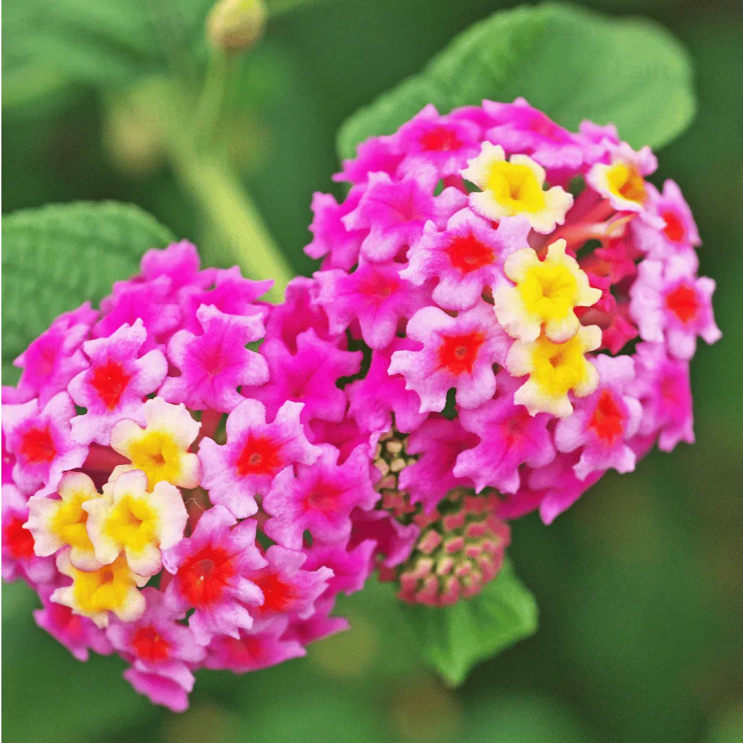 Lantana Camara Flower seeds for Planting Cut Flower Favorite Heirloom & GMO Free Seeds for Home Garden