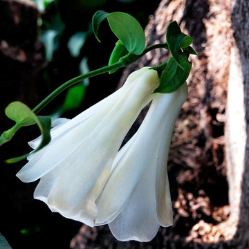 White Lapageria Flower seeds for Planting - Colorful Display, Heirloom & GMO Free Seeds for Home Garden