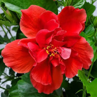 Large red hibiscus bloom in an outdoor garden