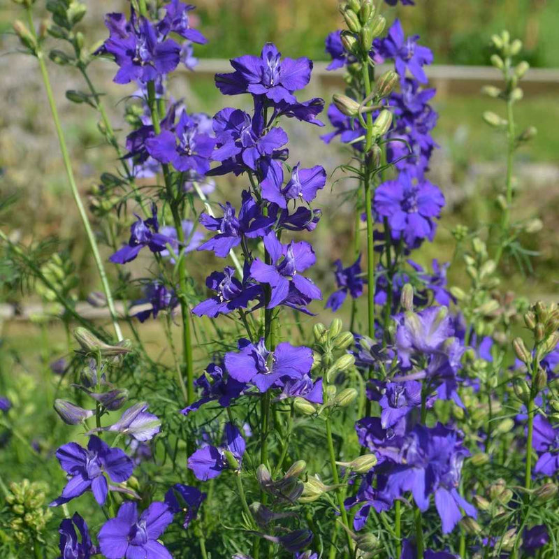 Mixed Color Rocket Larkspur Delphinium flowers blooming in a sunny garden.