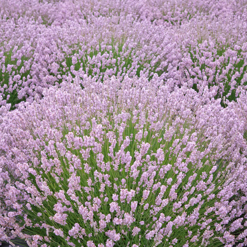 Pink Lavender Flower seeds for Planting Pollinator Friendly Heirloom & GMO Free Seeds for Home Garden
 
 Sale