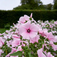 Pink Lavatera Trimestris Flower seeds for Planting - Seasonal Bloomer, Heirloom & GMO Free Seeds for Home Garden