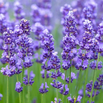 White Provence Lavender Flower Seeds for Planting Low Maintenance Heirloom & GMO Free Seeds for Home Garden
 
 Sale