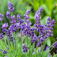 English Lavender seeds for planting with fragrant purple flower blooms.