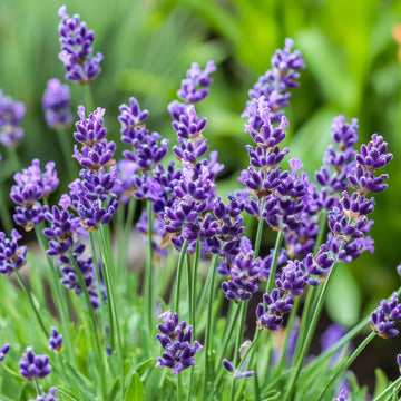 English Lavender seeds for planting with fragrant purple flower blooms.