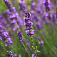 Lavender Flower seeds for Planting Seasonal Bloomer Heirloom & GMO Free Seeds for Home Garden