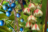 Rudraksha Fruit Planting Seeds - Grow Your Own Sacred Tree