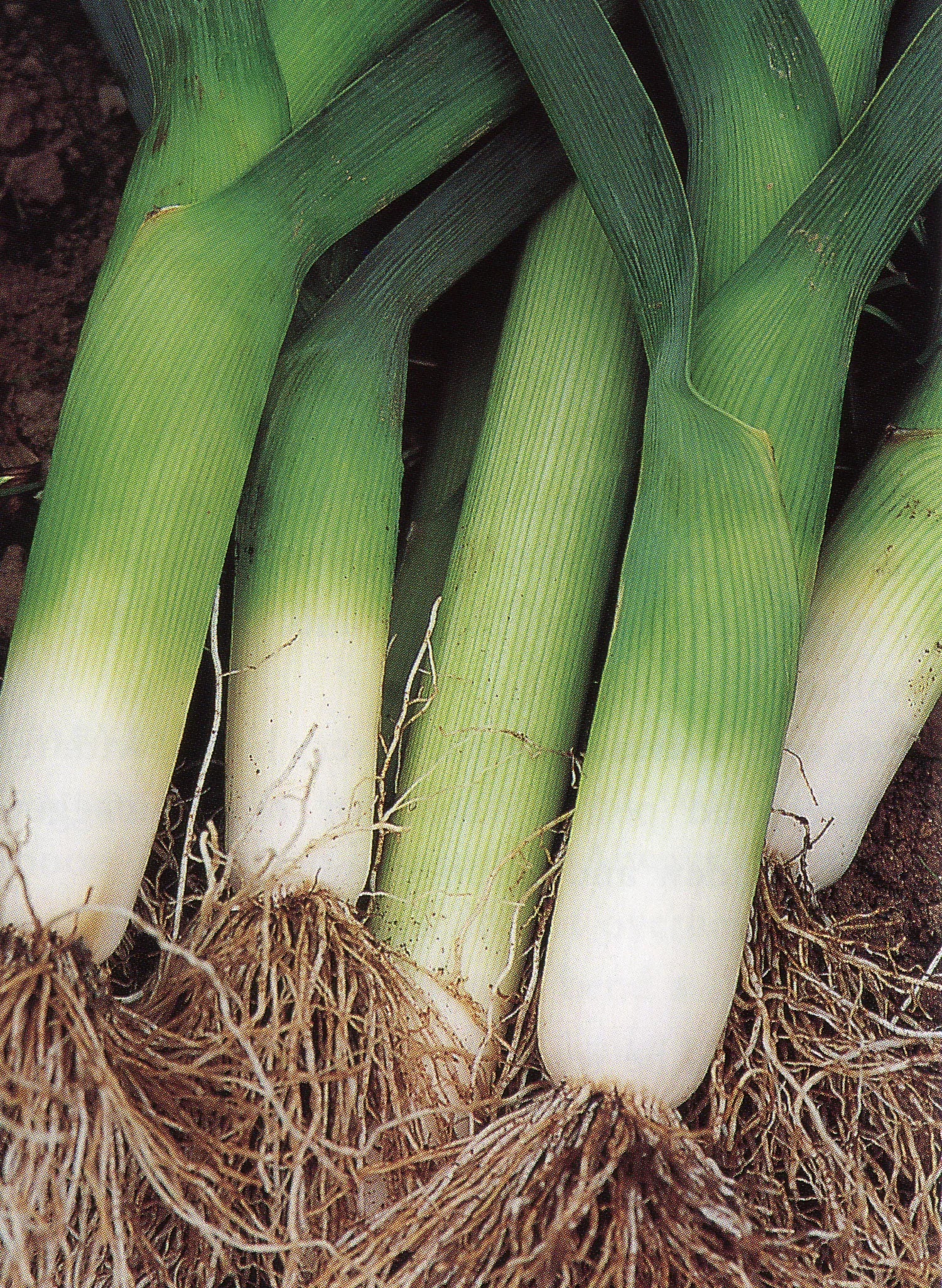 Heirloom Autumn Giant leek plants growing in a garden bed