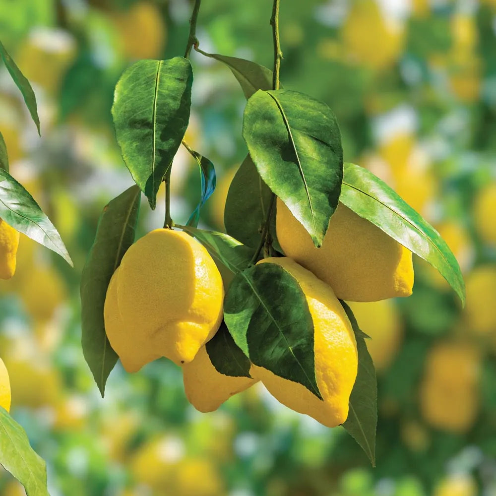Perfume Lemon Seeds for growing a citrus tree