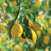 Perfume Lemon Seeds for growing a citrus tree