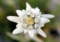 Edelweiss Leontopodium alpinum Flower Seeds for Planting in Alpine Garden
