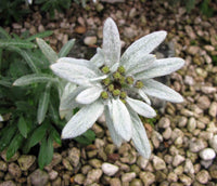 White Leontopodium Flower seeds for Planting - Hardy Variety, Heirloom & GMO Free Seeds for Home Garden