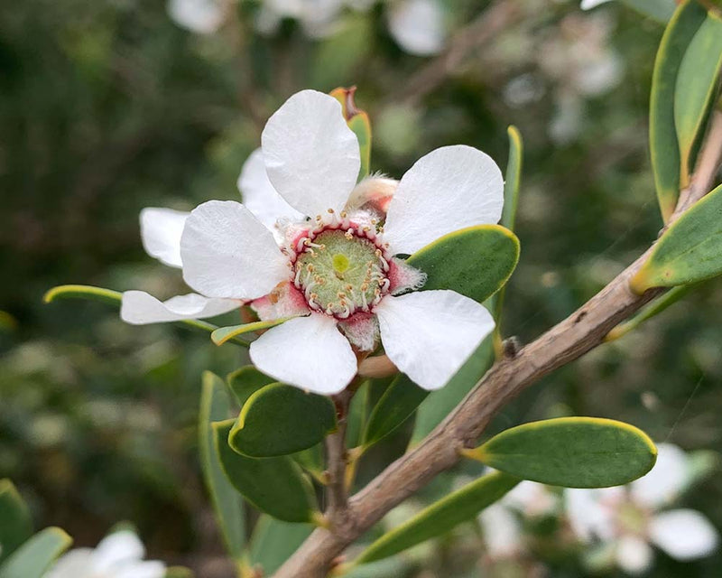 White Leptospermum Citratum Tree Planting  Seed for Beautiful Growth and Fragrant Blooms in Your Garden